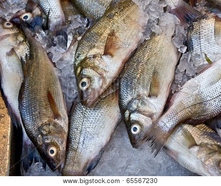 Fish at a market