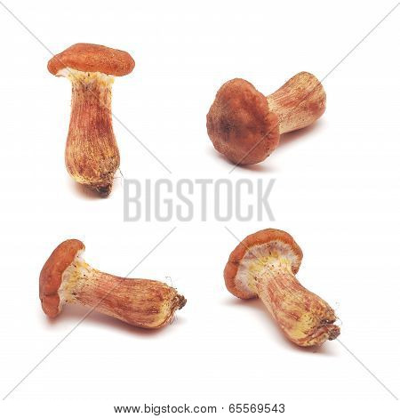 Cortinarius Mushroom