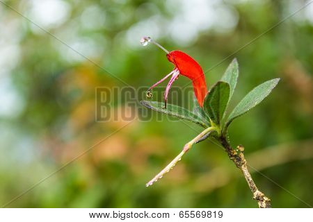 Lipstick Plant