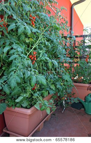 Potted Tomato Plants On The Terrace Of The Residence