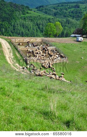 Sheepfold