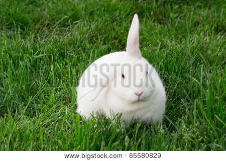 White Rabbit Sitting On Grass