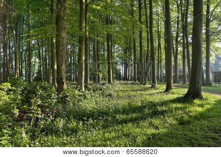 Beech Wood