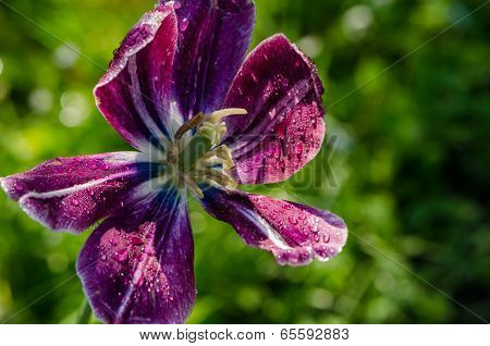 Dew Drops On  Deflorated Tulip Flower Bloom Petals