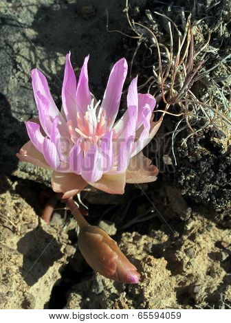 Bitterroot - Lewisia rediviva