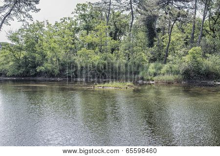 Plants On The Lagoon