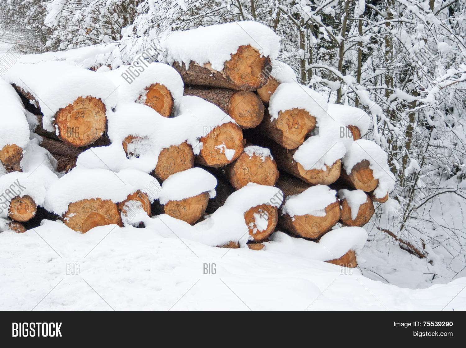 Image Preview