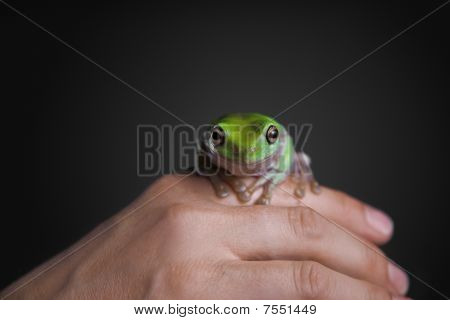 Liść zielony żaba