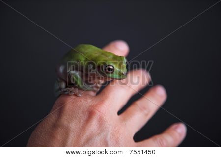 Liść zielony żaba