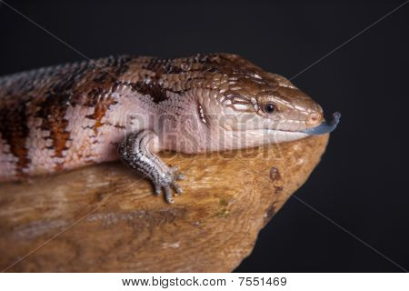 Choroba niebieskiego języka nadrzewny