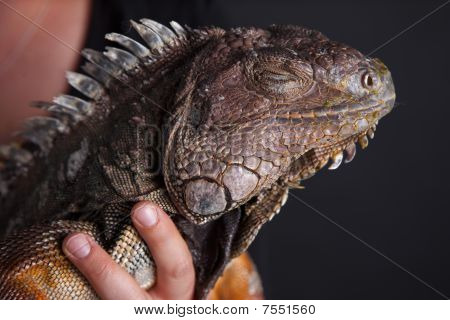 Chwytak Iguana