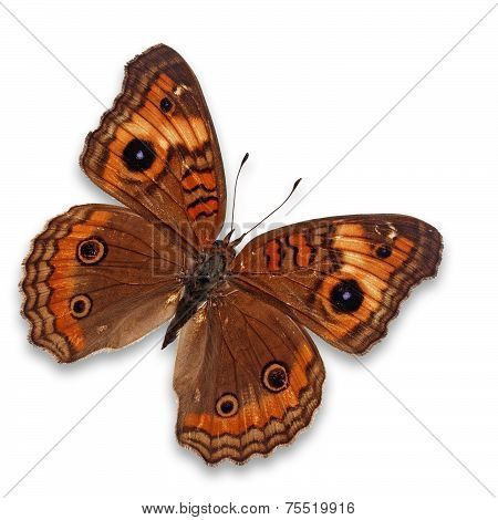 Junonia Genoveva Butterfly