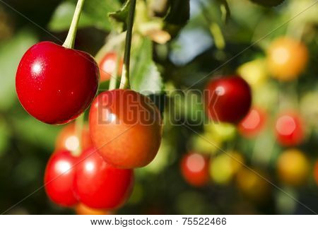 Cherries