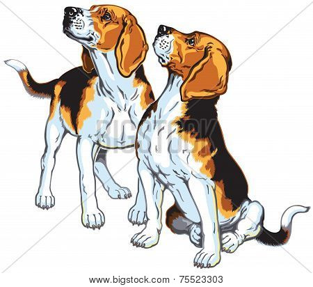 two beagles