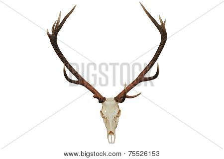 Beautiful Red Deer Hunting Trophy