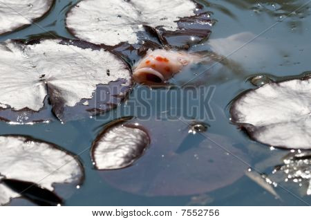 Peces ornamentales de Koi