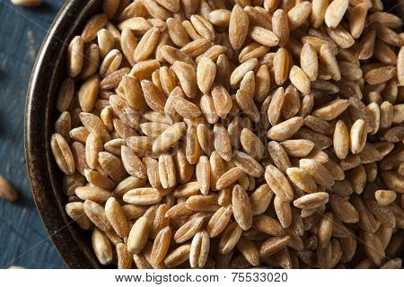 Organic Raw Farro Grain