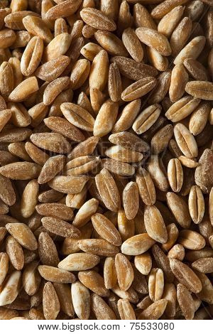 Organic Raw Farro Grain