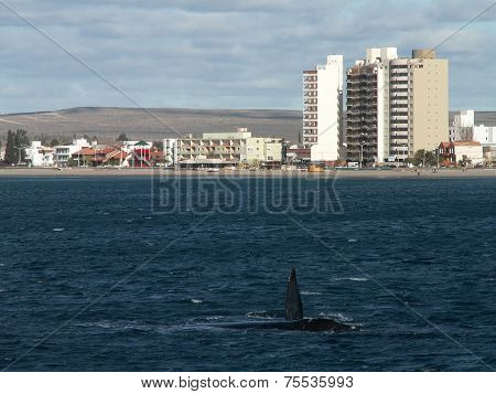 Right Whale Turn