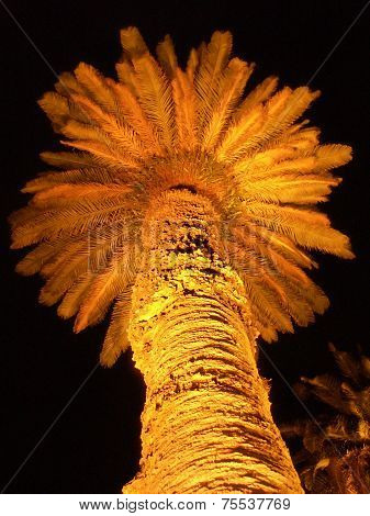 Lit Palm Tree At Night