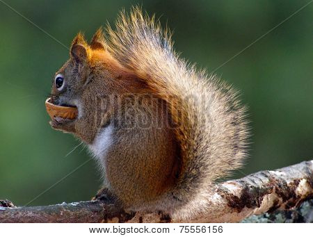 Red Squirrel with a Nutshell