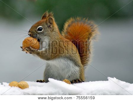 Squirrel Holding a Nut