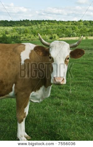 İnek