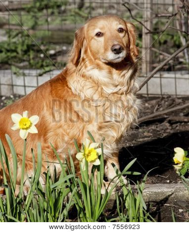 Bahar çiçek Evi köpek