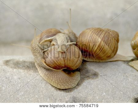 Snails Family