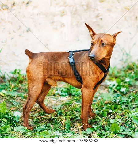 Brown Dog Miniature Pinscher Head
