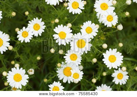Daisy Flowers