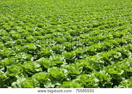 Butterhead Lettuce