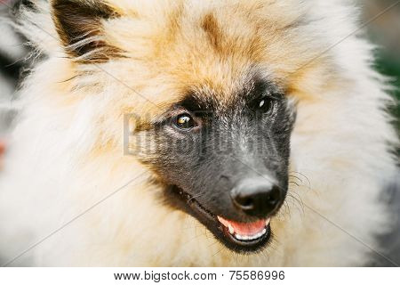 Gray Keeshound, Keeshond, Keeshonden Dog (german Spitz) Wolfspitz