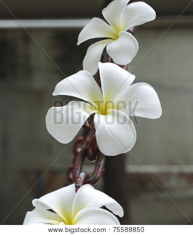 White Frangipani On Chain