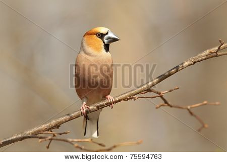 Hawfinch grosbeak bird Nature tree pet Nature animal pet Nature background animal Nature sunrise animal Nature pet sunset animal Nature background birds animal Nature pet Nature pet Nature background autumn forest woods Nature pet Nature background.