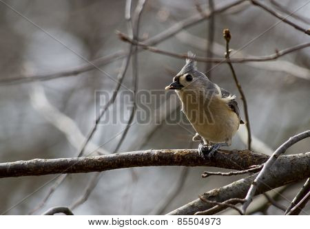 Tufted Titmouse With A Seed