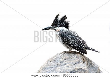 Crested Kingfisher