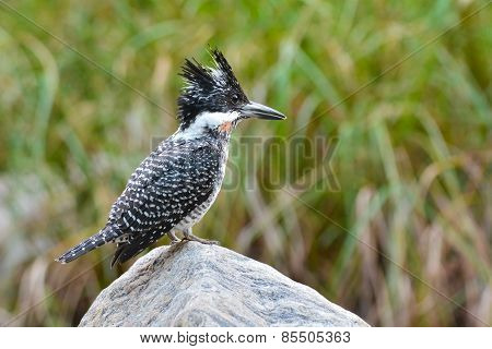 Crested Kingfisher