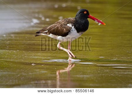 Swallow tailed gull in the Galapagos Islands
