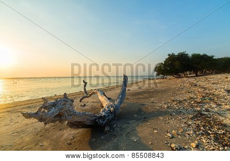 Wild beach