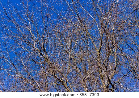 Tree Without Leaves