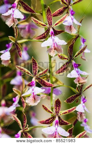 Epidendrum Stamfordianum Is An Epiphytic Orchid In The Genus Epidendrum.