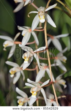 Loose Coelogyne Orchid