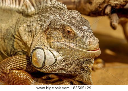 Fantastic Close-up Portrait Of Tropical Iguana. Selective Focus, Shallow Depth Of Field