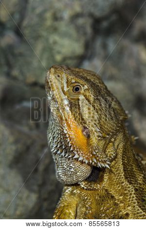 Portrait Of An Exotic Tropical Reptiles Bearded Dragon. Selective Focus, Shallow Depth Of Field.