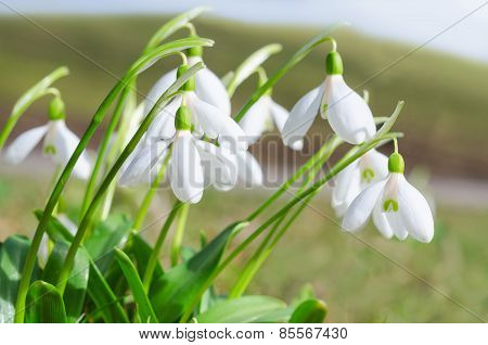 Gentle And Fragile First Springtime Tender Snowdrops Flowers