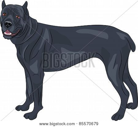 Vector. Cane Corso.