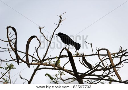 Raven