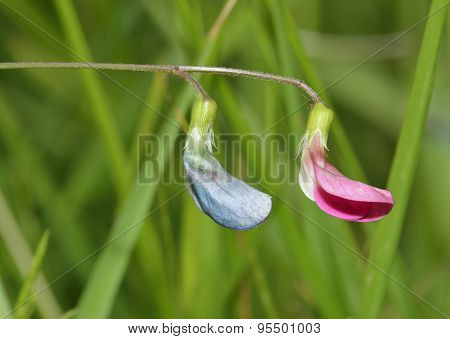 Grass Vetchling