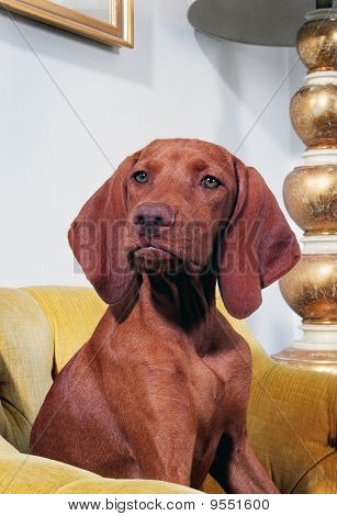 Hundvalp (sittande)